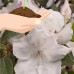 Encore Azalea Autumn Lily, 3 inch White Blooms   554826521